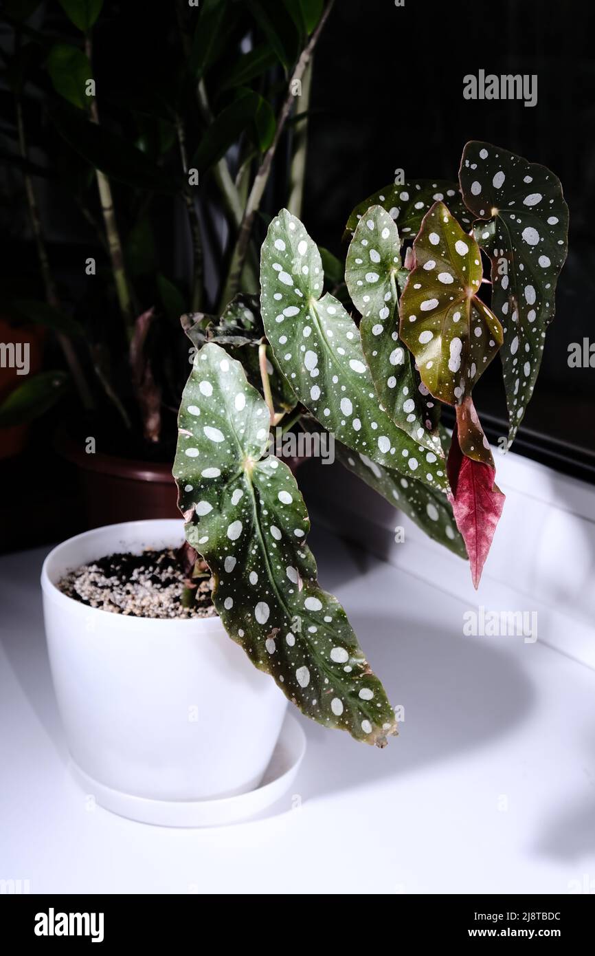 Begonia maculata plant on a white windowsill. Trout begonia leaves with white dots and metallic shimmer, close up. Spotted begonia houseplant with gre Stock Photo
