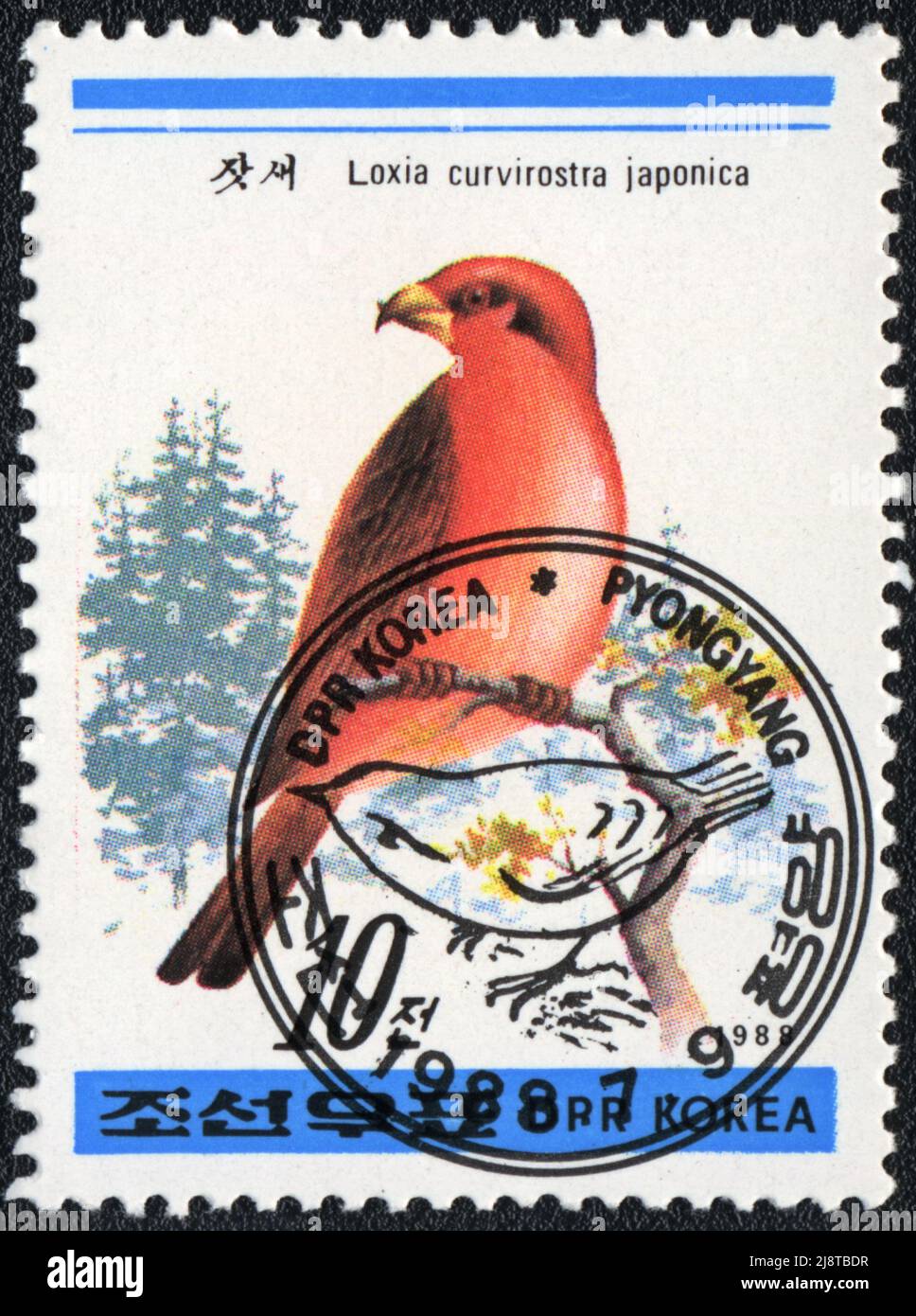 A stamp printed in DPR KOREA shows Common Crossbill (Loxia curvirostra japonica), from series Birds, 1988 Stock Photo