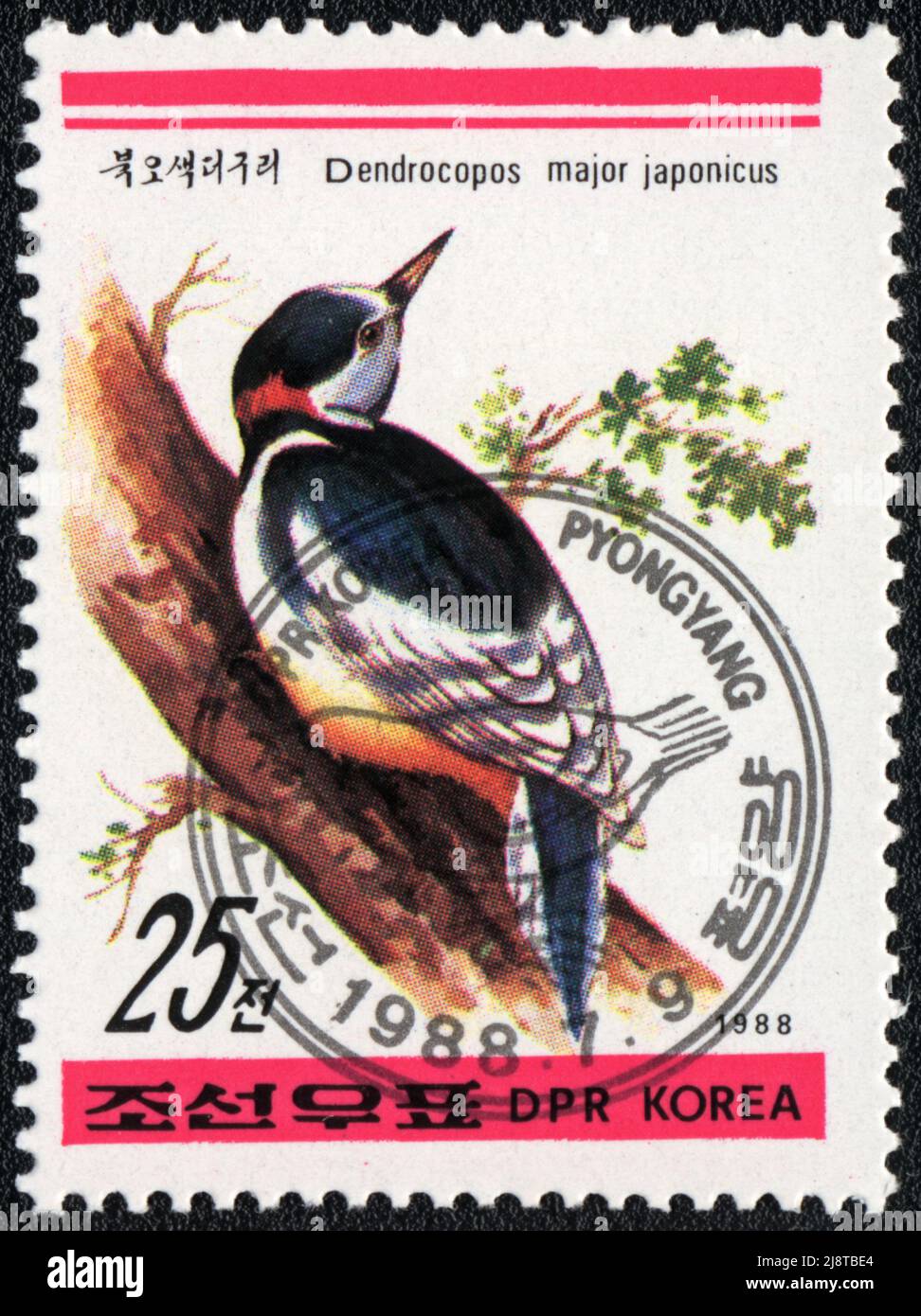 A stamp printed in DPR KOREA shows Great Spotted Woodpecker (Dendrocopos major japonicus), from series Birds, circa 1988 Stock Photo