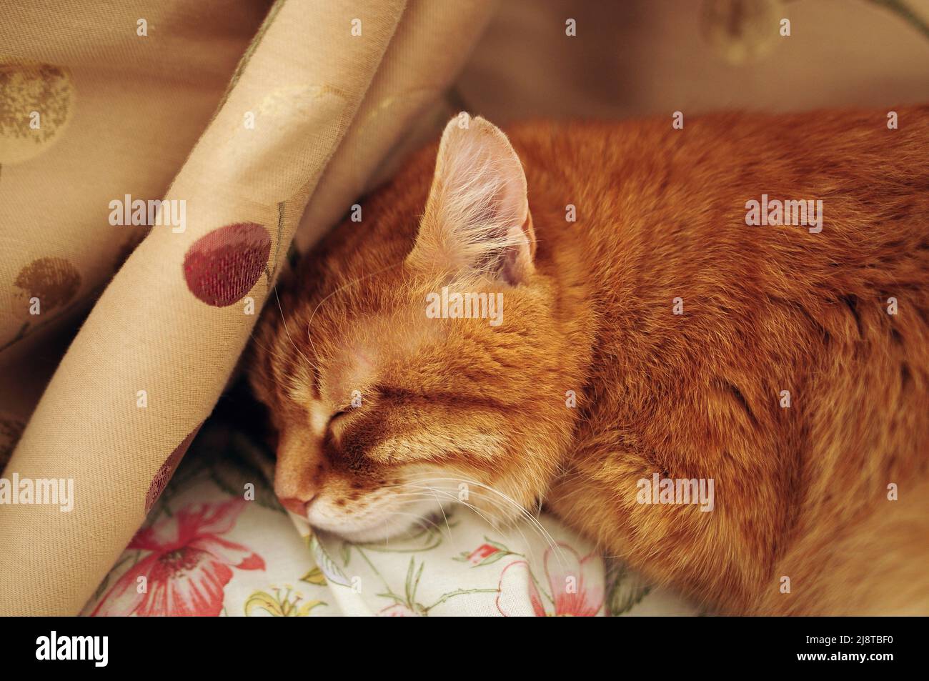 Ginger cat sleeping on bed hi-res stock photography and images - Alamy