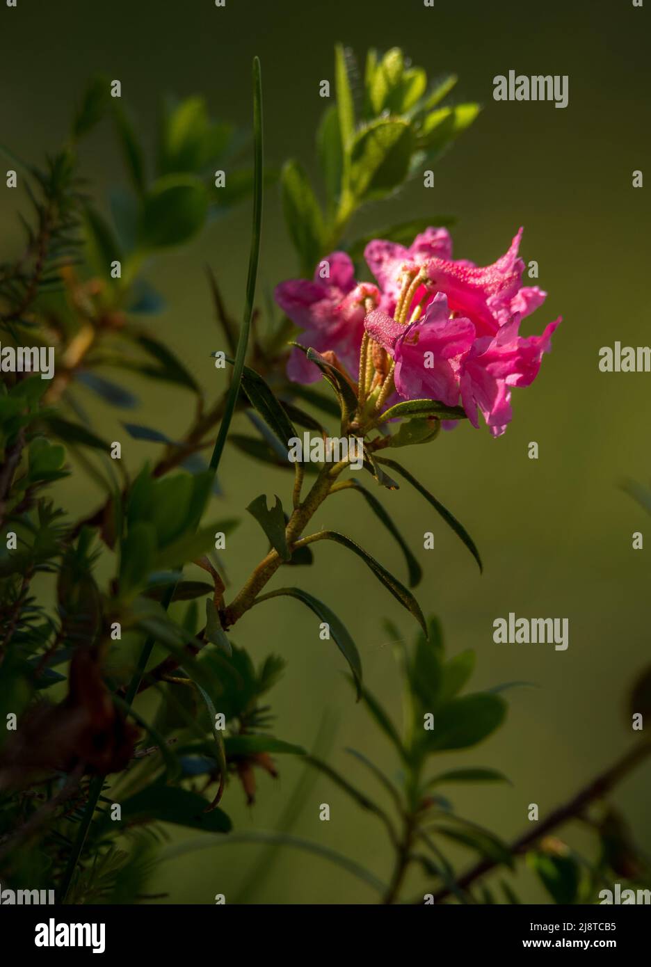 Rhododendron flower in the mountains of the Italian Dolomites Stock Photo