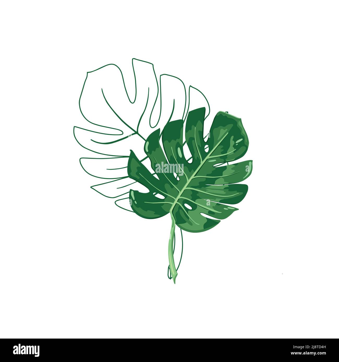 philodendron plowmanii blackface Philodendron Plowmanii Narrow Form main image 1