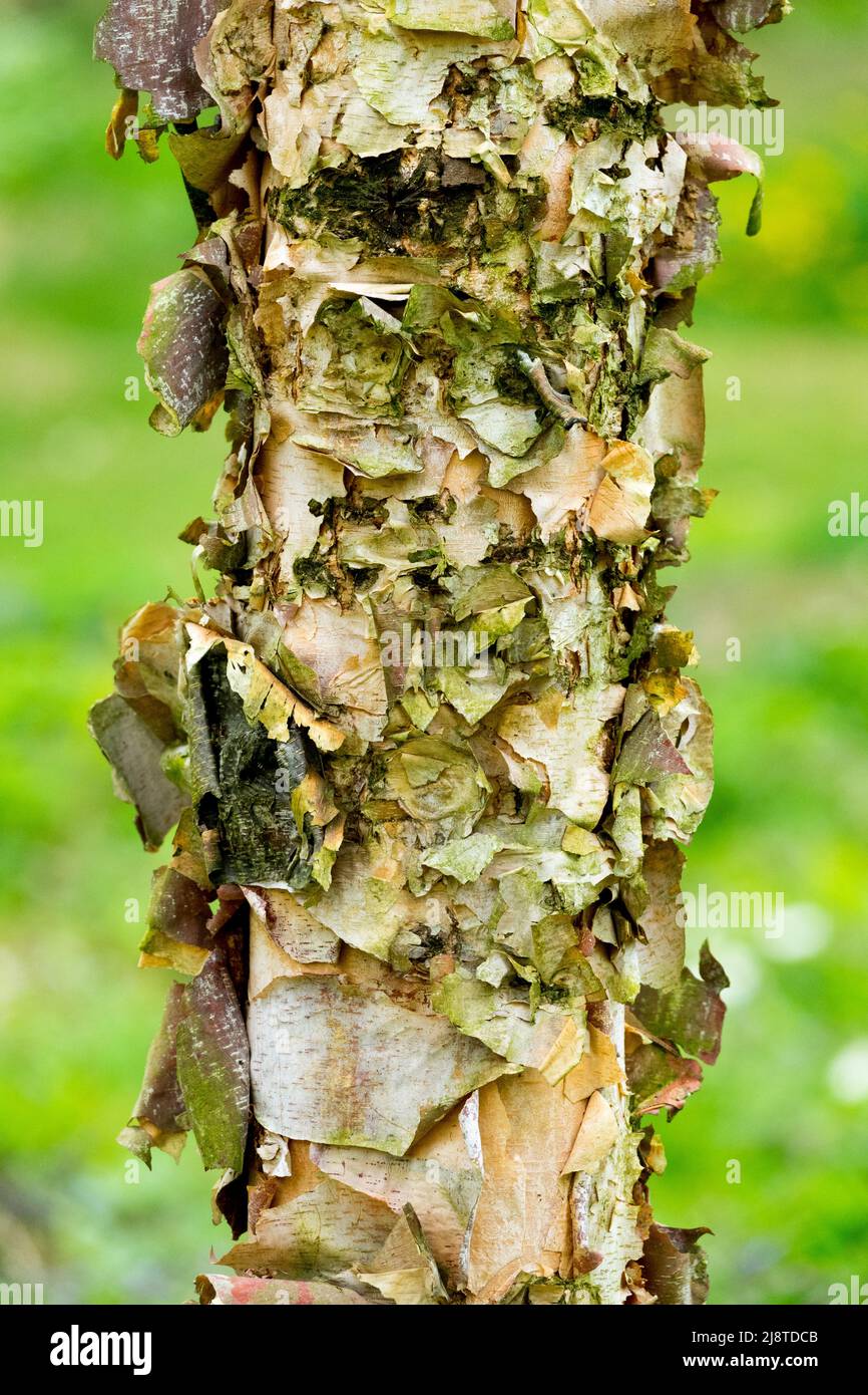 River Birch, Betula nigra "Heritage" ,Betula nigra, Birch, Trunk, Bark, Betula nigra, Tree trunk, Betula nigra peeling bark Stock Photo