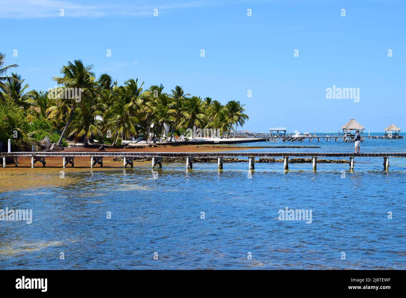 The coastline of San Pedro, Belize with palm trees, sargassum algae