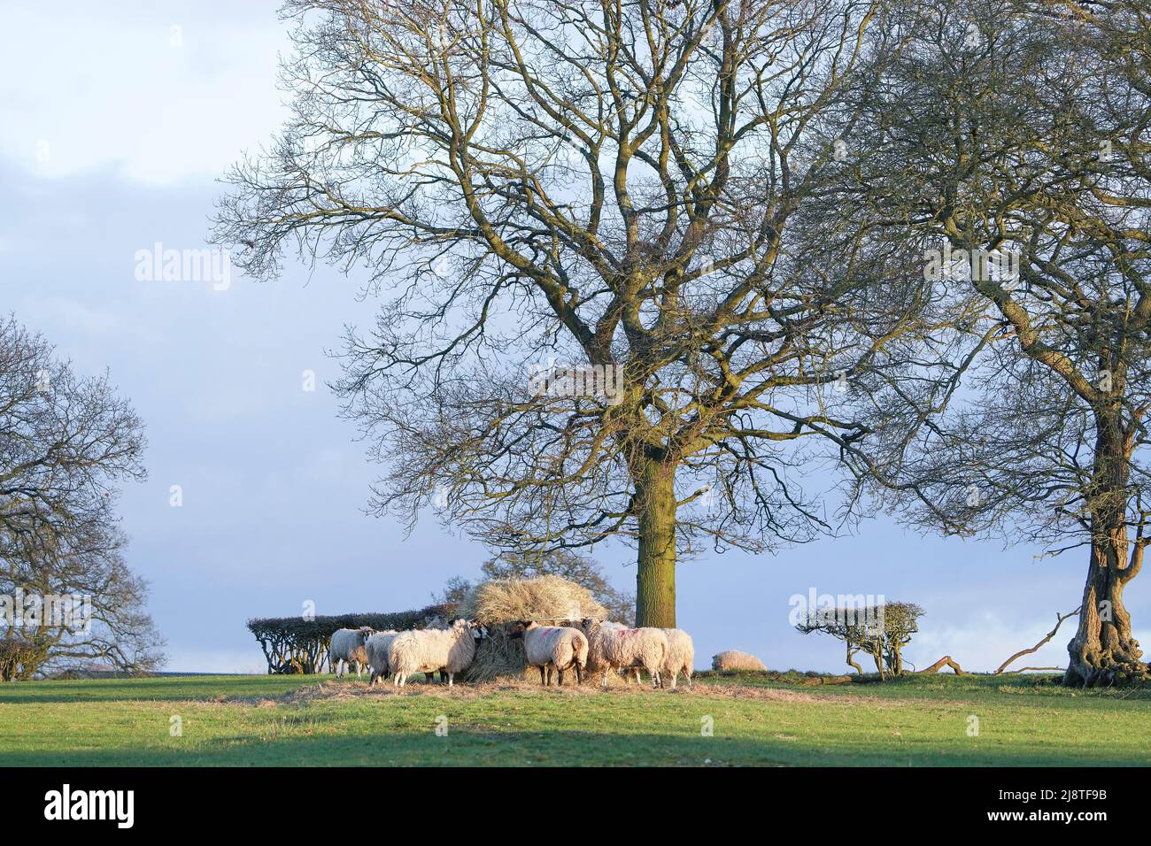 Farmland sheep eating hay from a feeding pen on a sunny winter day, UK. Stock Photo