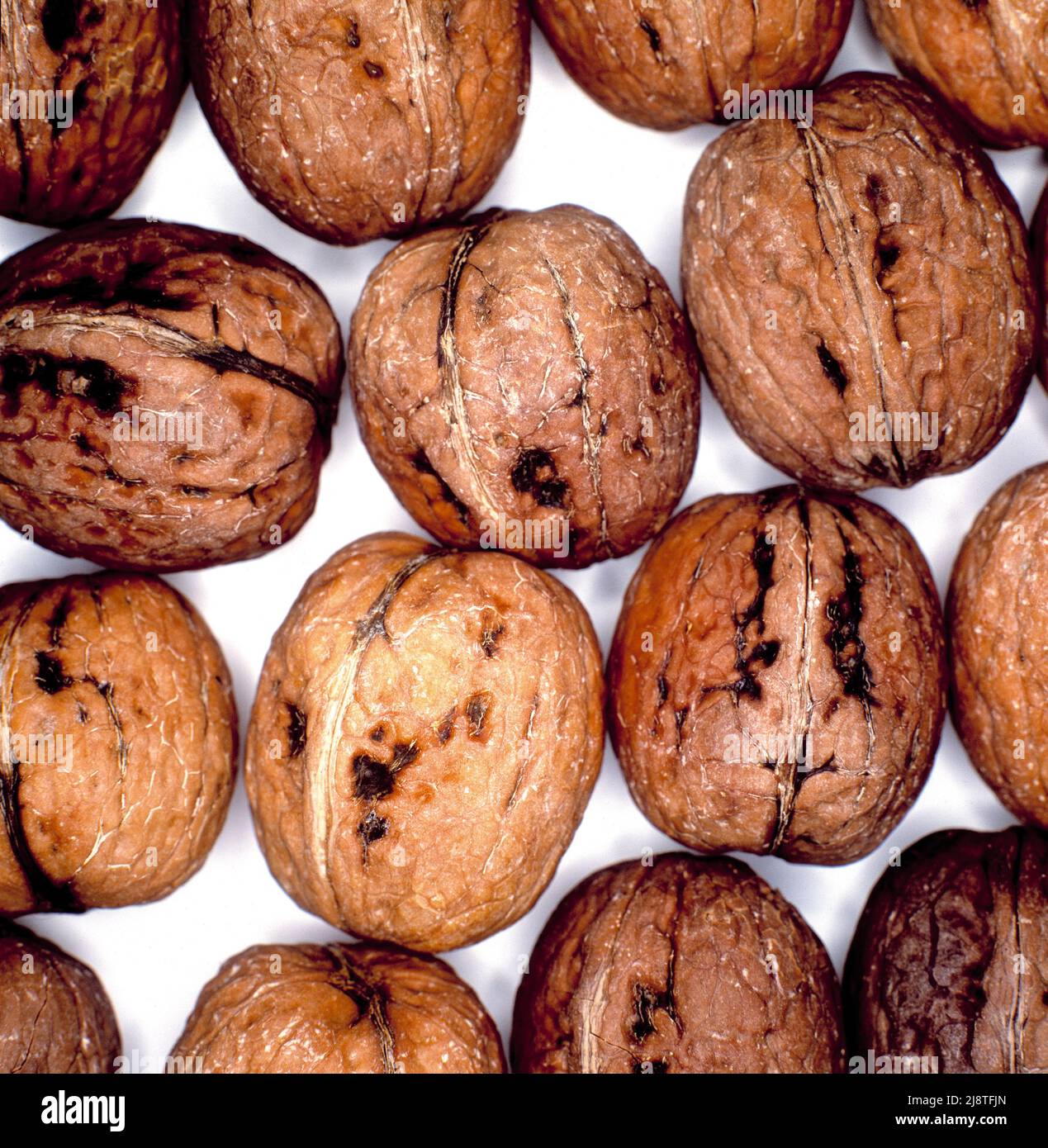 Fresh walnuts. Stock Photo