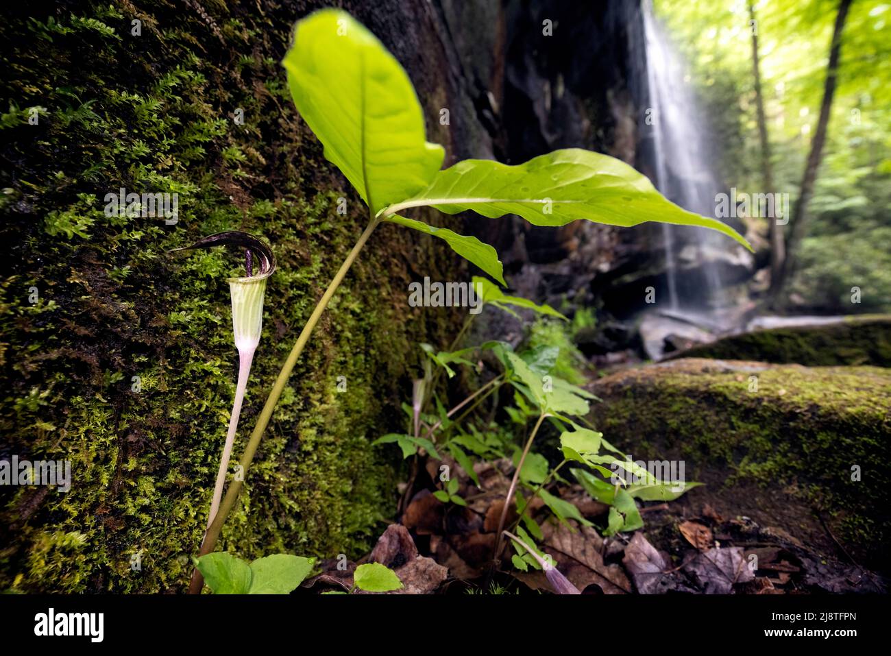Jack-in-the-pulpit (Arisaema triphyllum) at Slick Rock Falls - Pisgah National Forest, near Brevard, North Carolina, USA Stock Photo