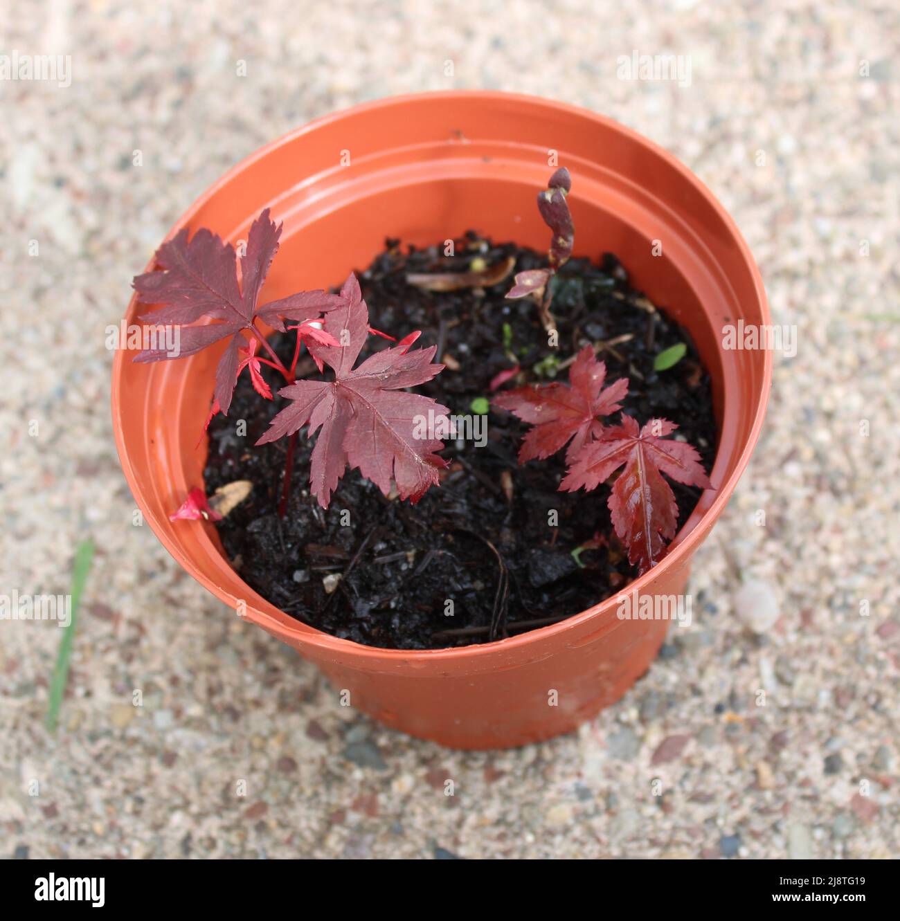 Japanese Red Maple Seedlings in a Pot Stock Photo