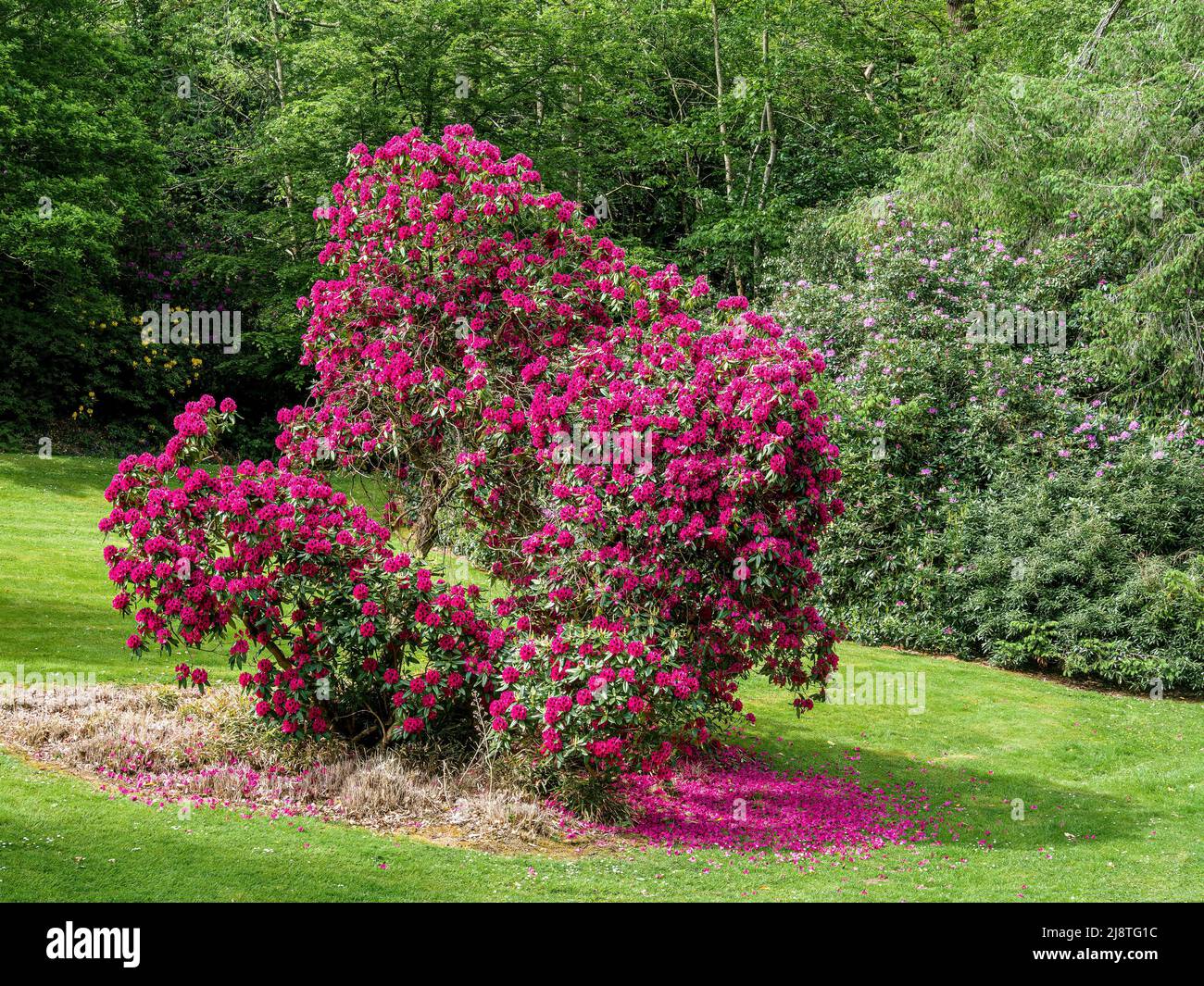 Flowering bush in Botanical Gardens in the Spring Stock Photo