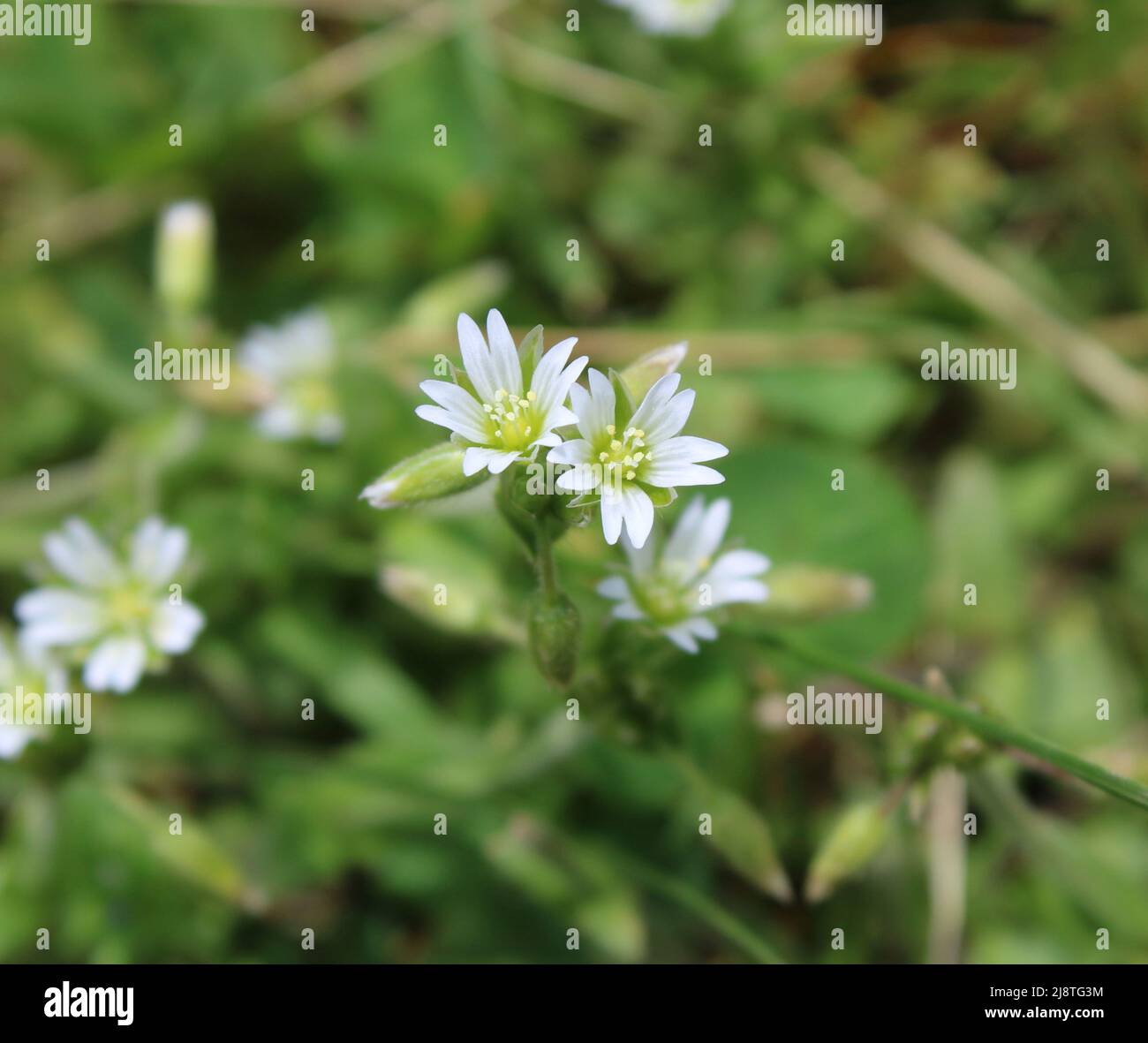 A Closeup on the Flowers of a Mouse-Ear Chickweed Plant Stock Photo