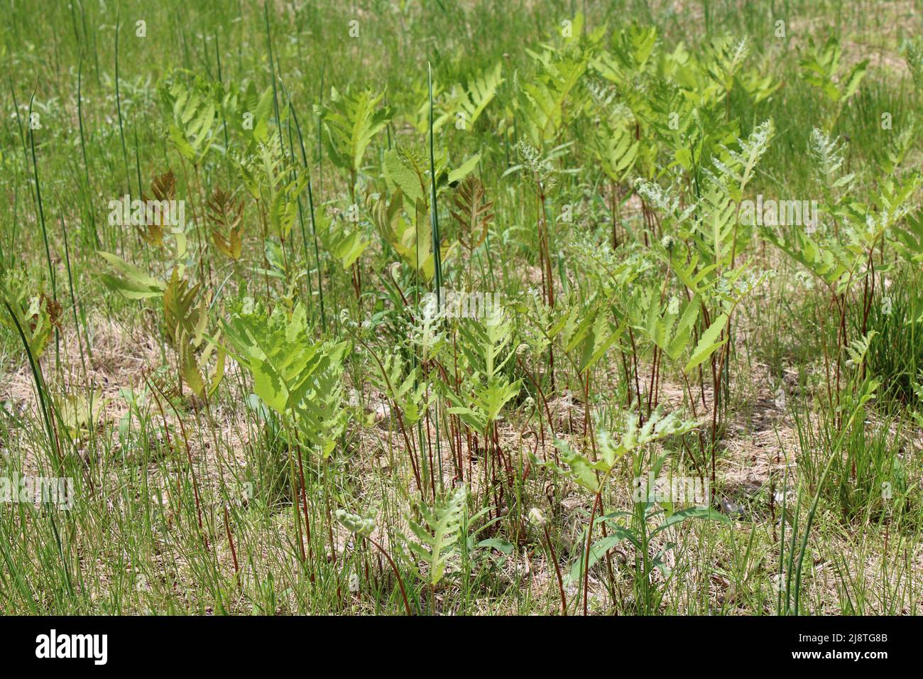 A Side View of Sensitive Ferns in a Grassy Field Stock Photo