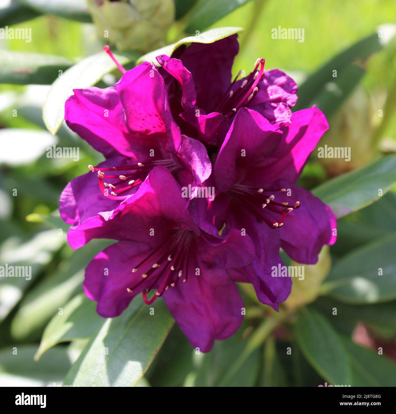 A Bloom on a Polarnacht Dwarf Rhododendron Plant Stock Photo