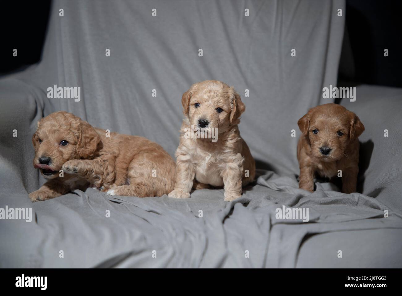 Portrait of 4-week-old Poochon (Poodle & Bichon mix) puppies Stock Photo