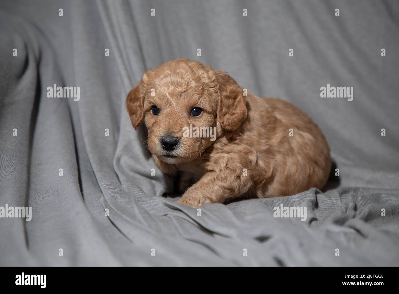 Portrait of a 4-week-old Poochon (Poodle & Bichon mix) puppy Stock Photo