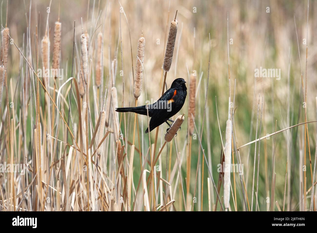 Redwinged Blackbirds sit in a field and attempt to contact each other Stock Photo Alamy