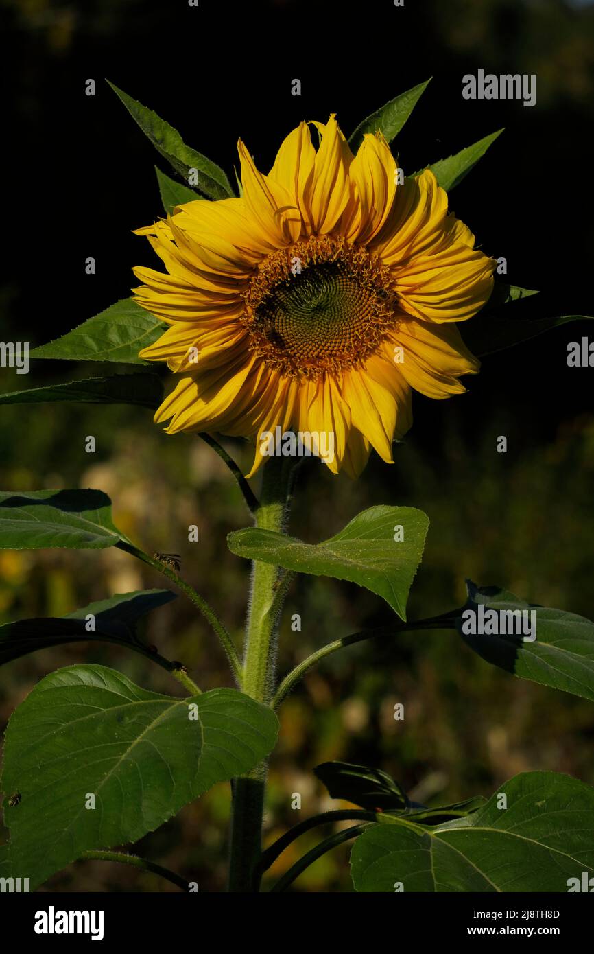 Sunflower close-up in a field of sunflowers Stock Photo - Alamy