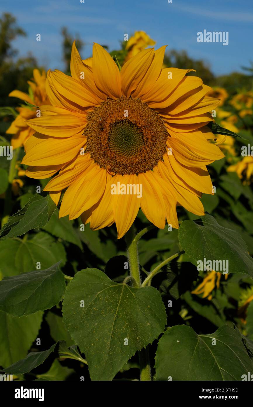 Sunflower close-ups in a field of sunflowers Stock Photo - Alamy