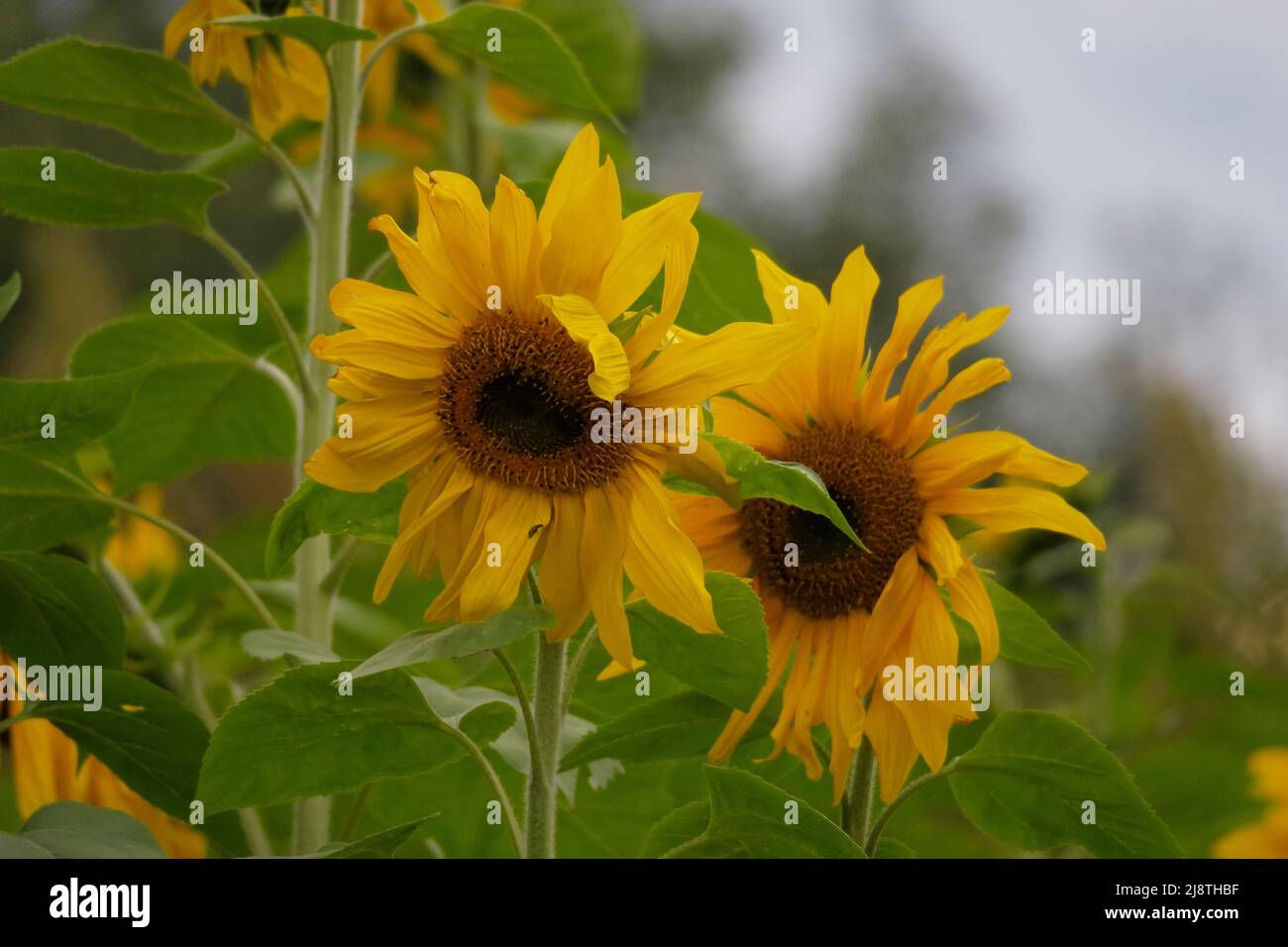 Sunflower close-ups in a field of sunflowers Stock Photo - Alamy