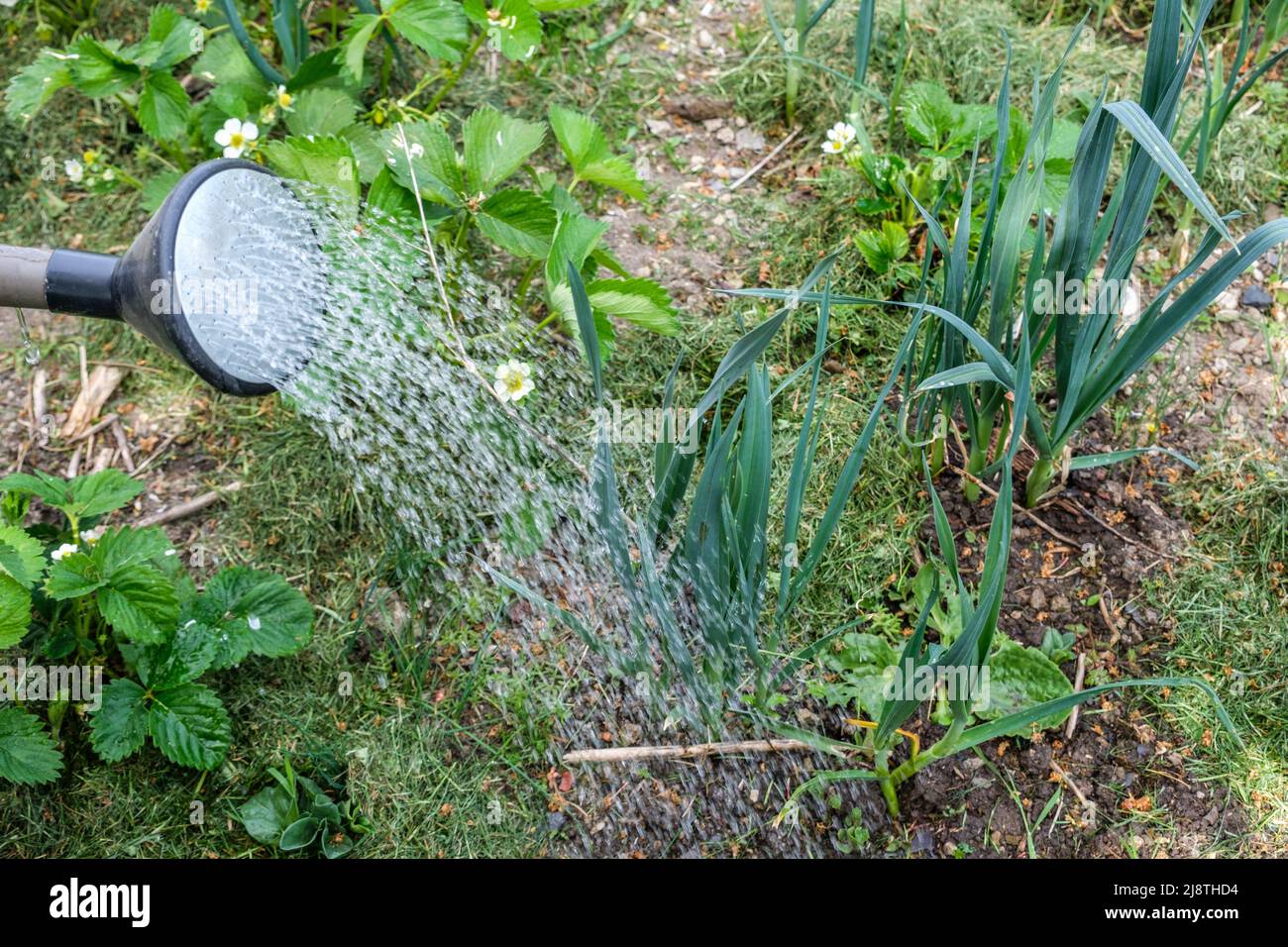 Arrosage du potager en raison de la secheresse et de la meteo chaude |  Watering with a watering can of the vegetable garden due to the heavy heat Stock Photo