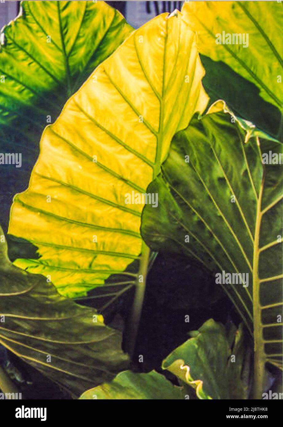 house plants indoor palm trees Artificial Palm Tree - 62.75" | Large, Potted