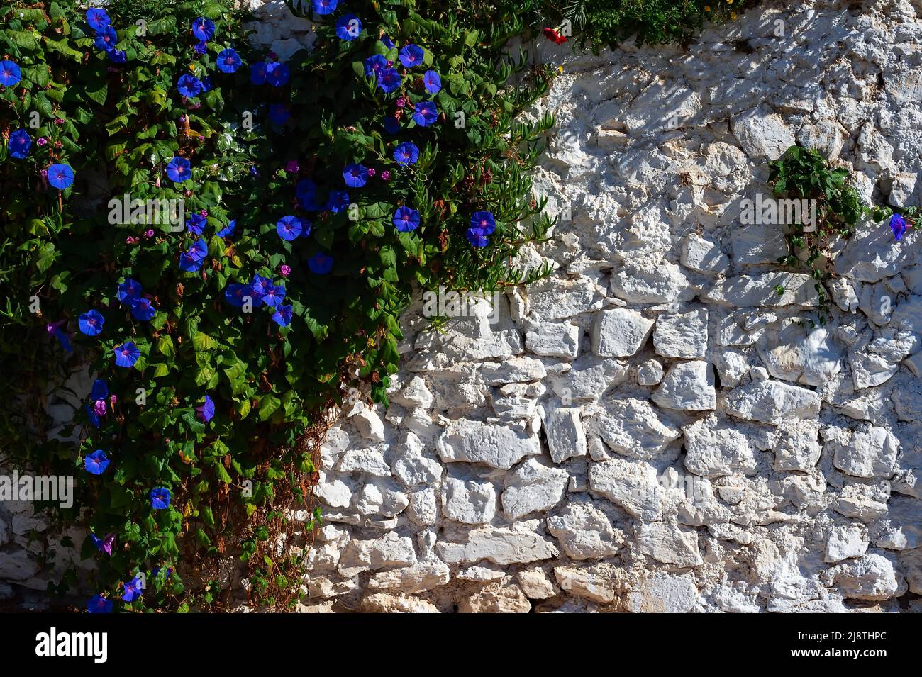 Bindweed flowers over the white brick wall, sunlight, texture, wallpper, background Stock Photo