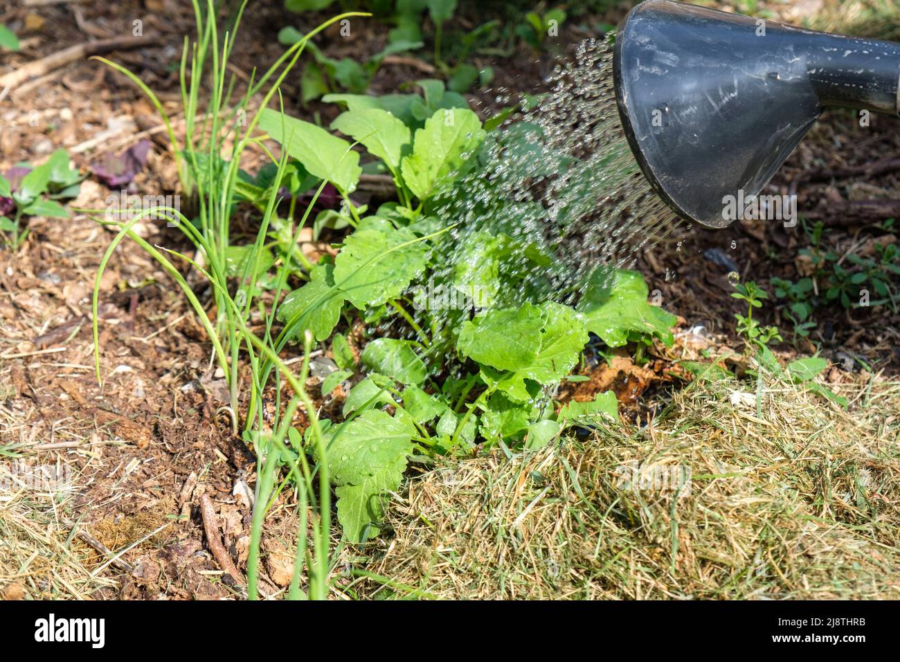 Arrosage du potager en raison de la secheresse et de la meteo chaude |  Watering with a watering can of the vegetable garden due to the heavy heat Stock Photo