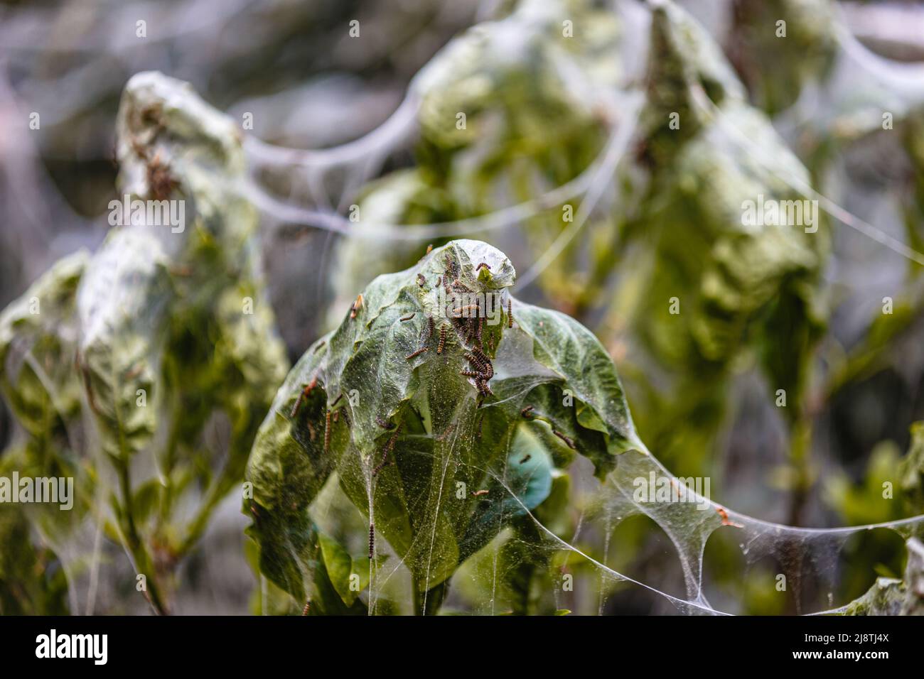 A spindle ermine web covers plants in St. James' park iin London providing protection from birds and other animals. Stock Photo