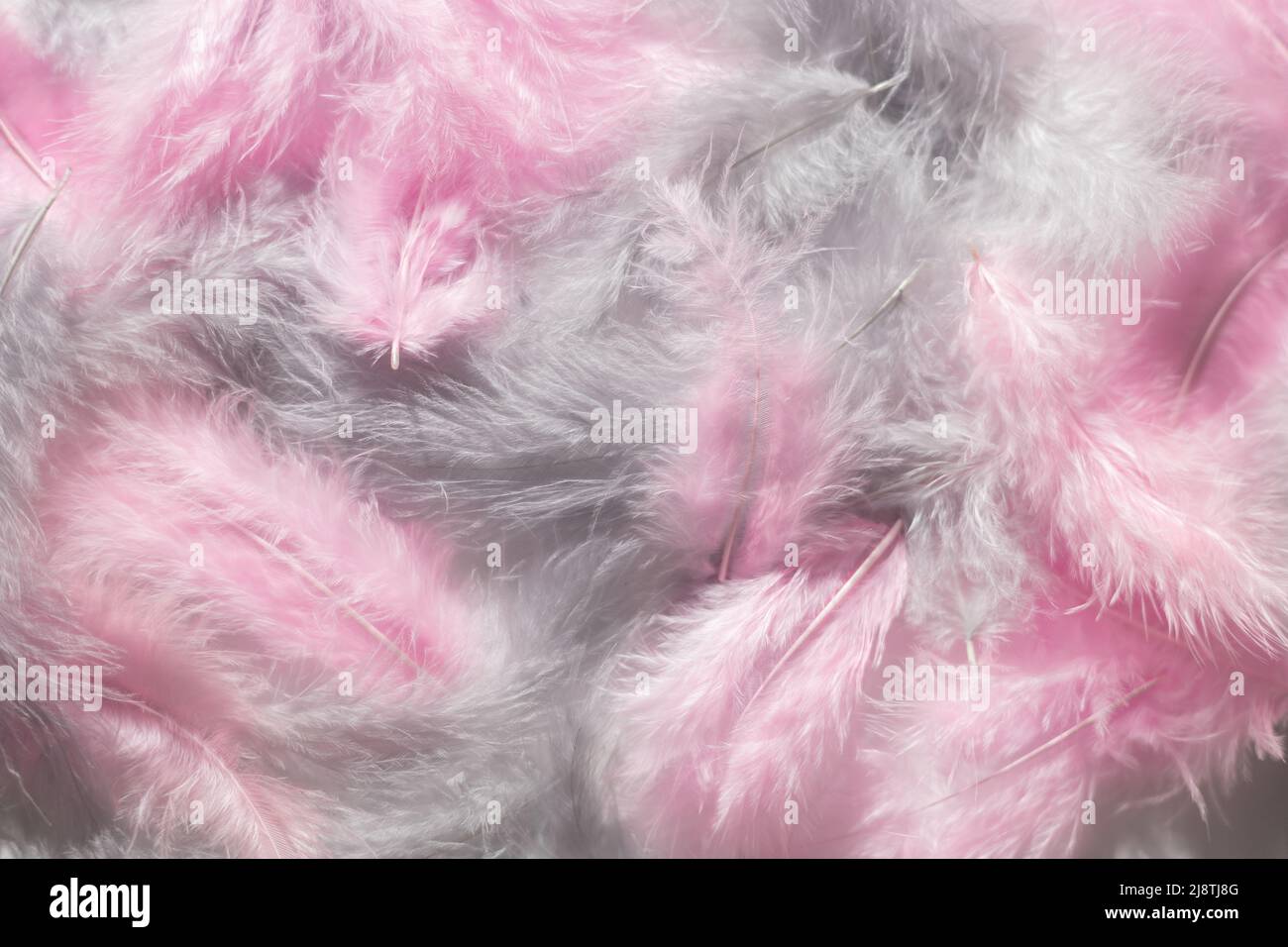 Pink and gray feathers background Stock Photo