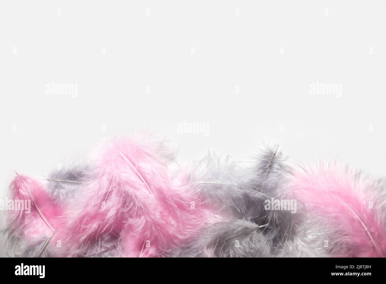 Natural colored in pink and gray feathers with white copyspace background Stock Photo