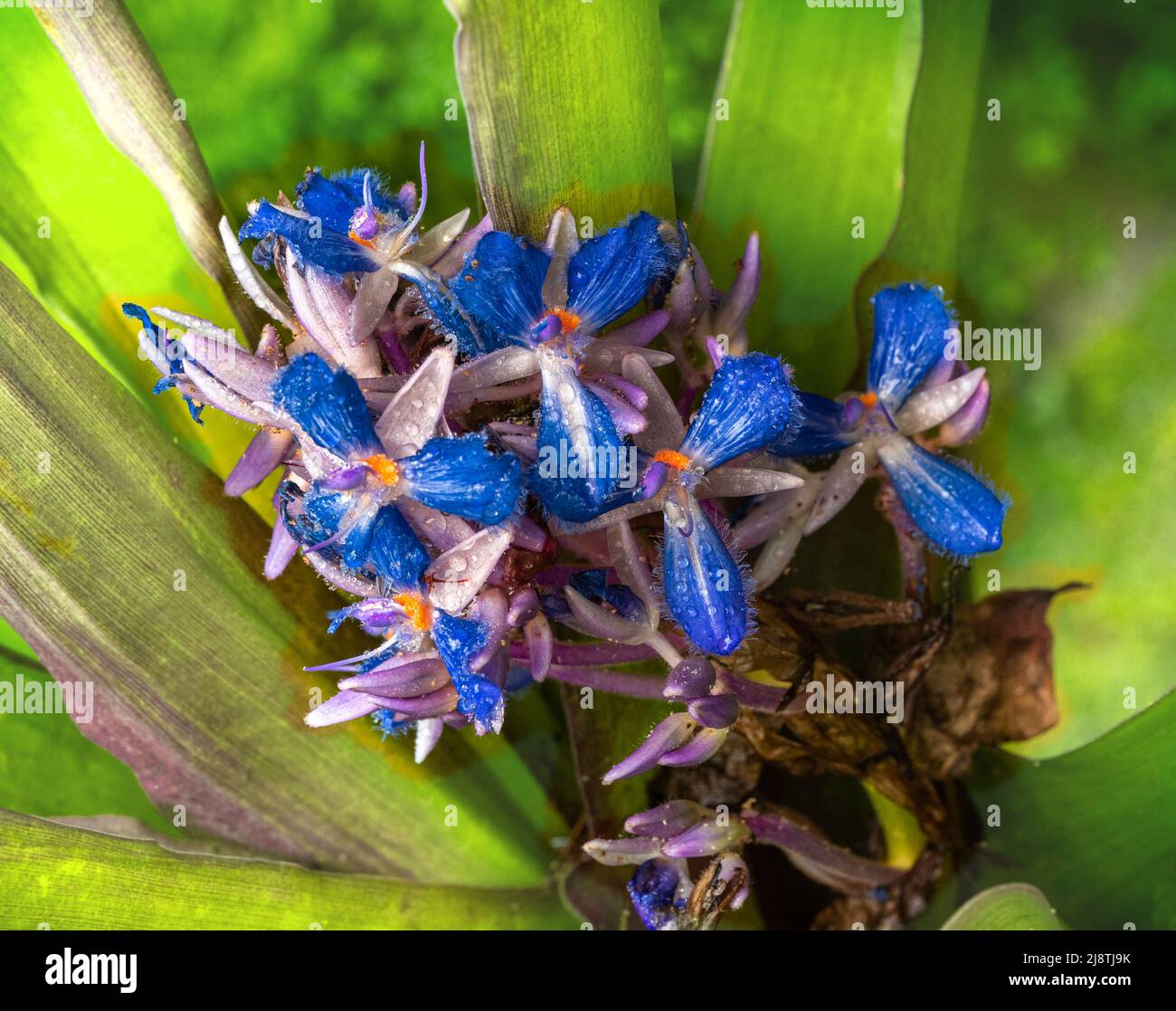 Cochliostema odoratissimum is an epiphyte herb native to Central America and north South America. Botanical garden Heidelberg, Baden Wuerttemberg, Ger Stock Photo