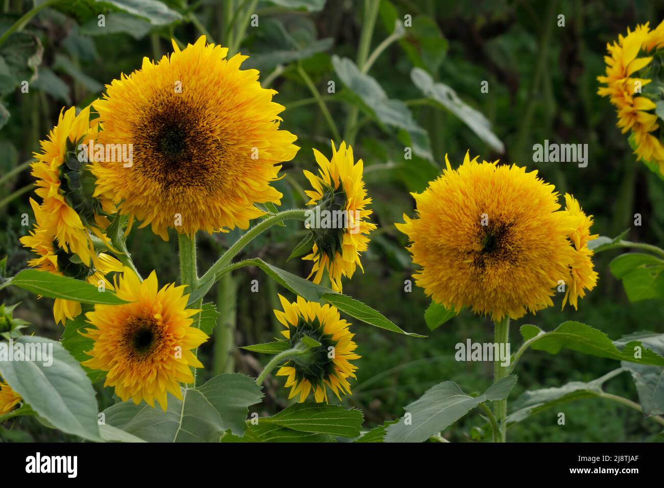 Sunflower close-ups in a field of sunflowers Stock Photo - Alamy