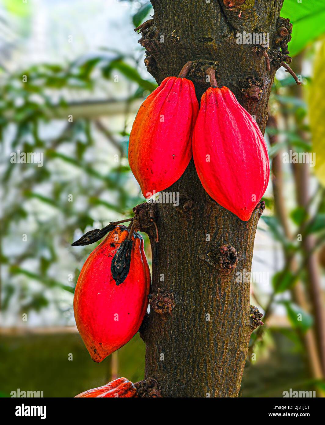 Cacao tree or cocoa tree (Theobroma cacao) is an evergreen tree native to tropical America. Stock Photo