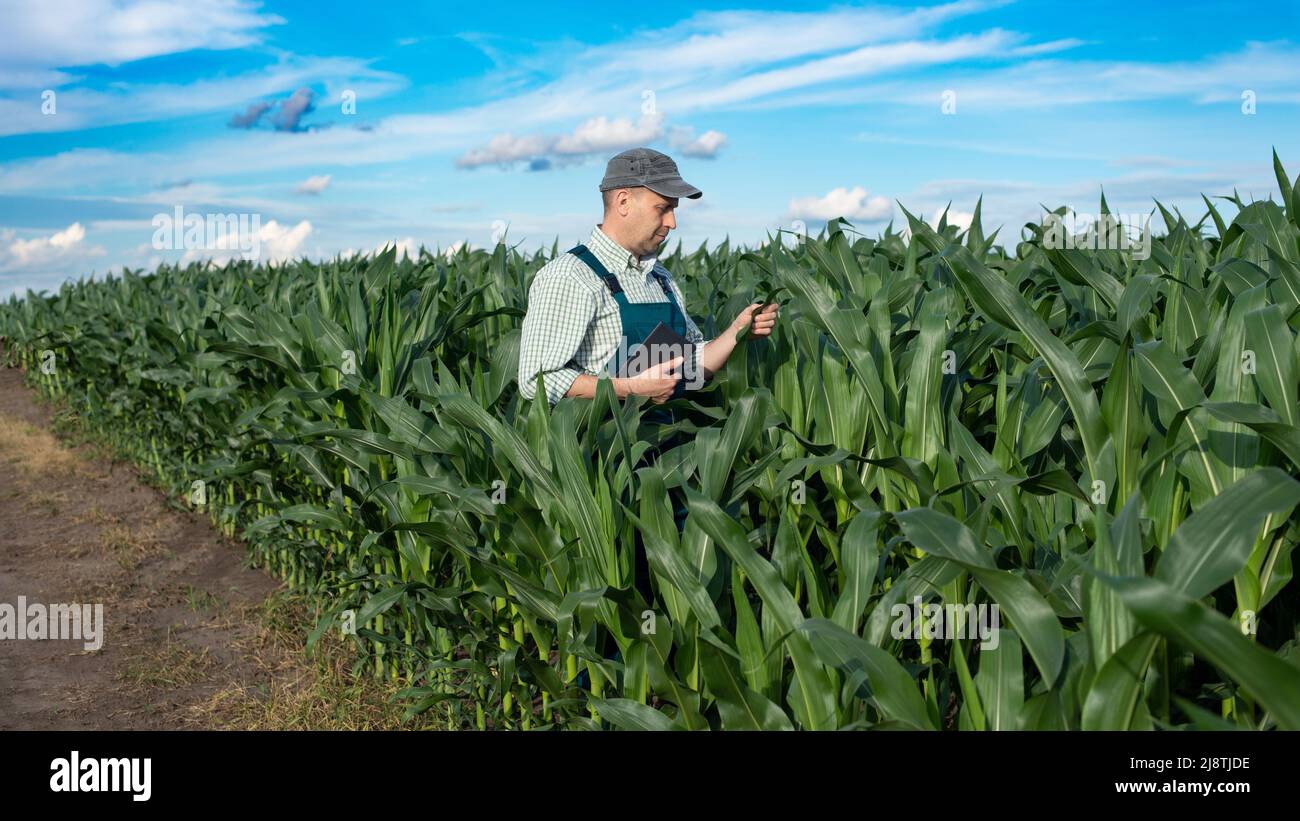 Farmer standing in corn field hi-res stock photography and images - Alamy