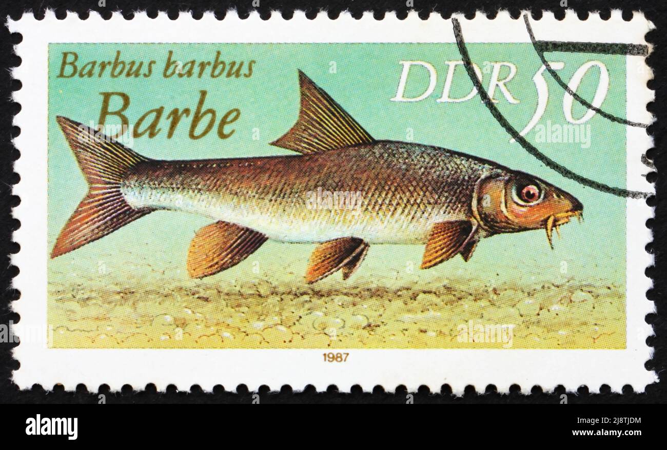 GDR - CIRCA 1987: a stamp printed in GDR shows Common Barbel, Barbus Barbus, circa 1987 Stock Photo