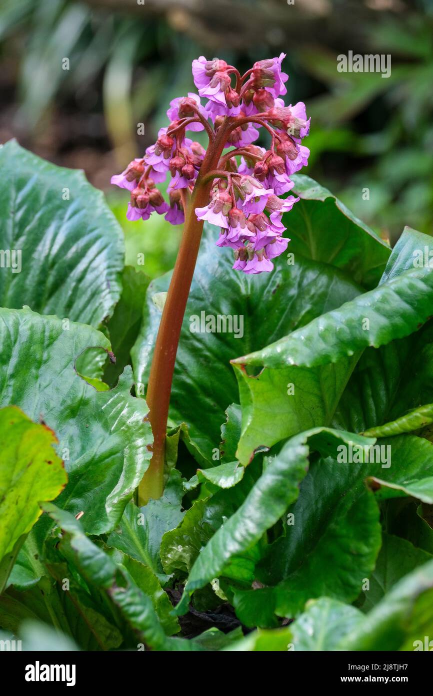 Bergenia cordifolia 'Purpurea', elephant's ears 'Purpurea'. Bright, deep-pink flowers Stock Photo