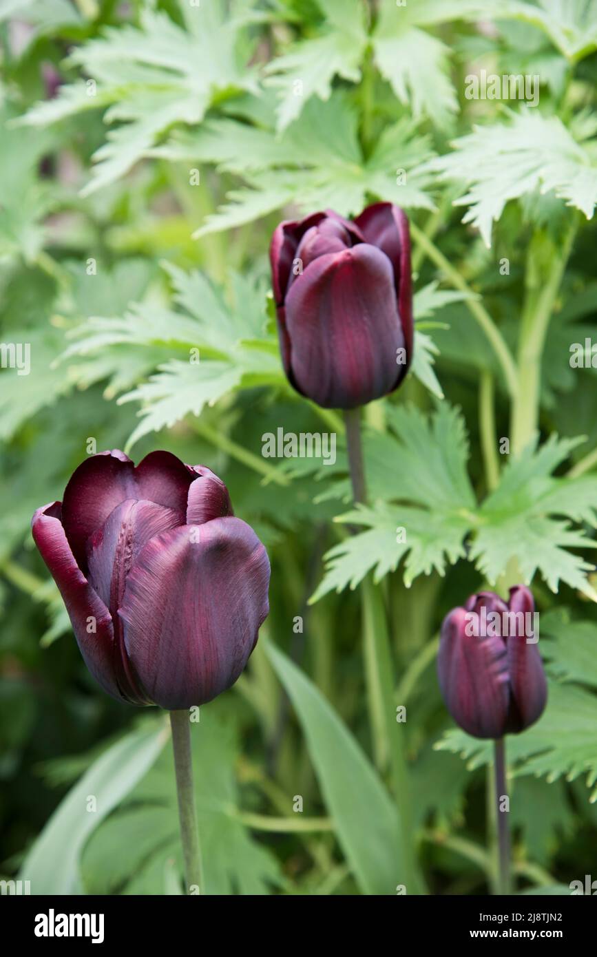 Tulipa 'Cafe Noir' Stock Photo