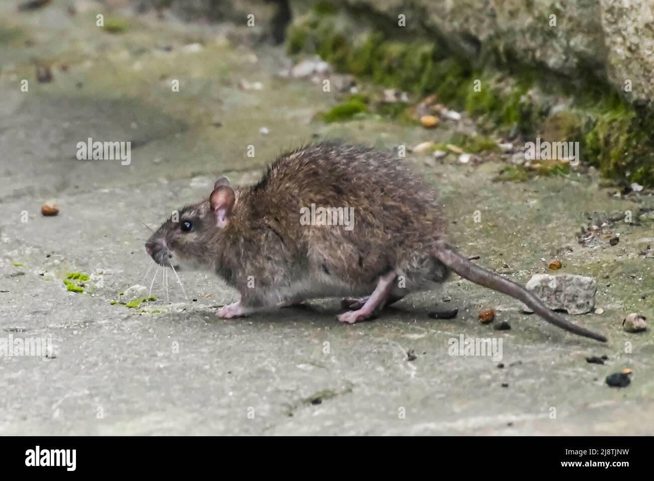 A Brown Rat - Rattus norvegicus on a patio looking for food dropped from a bird feeder.  Picture Credit: Graham Hunt/Alamy Stock Photo