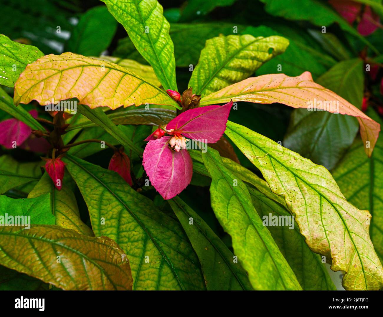 Dalechampia spathulata. It is native to Central America and Southern Mexico. Botanical garden Heidelberg, Baden Wuerttemberg, Germany Stock Photo