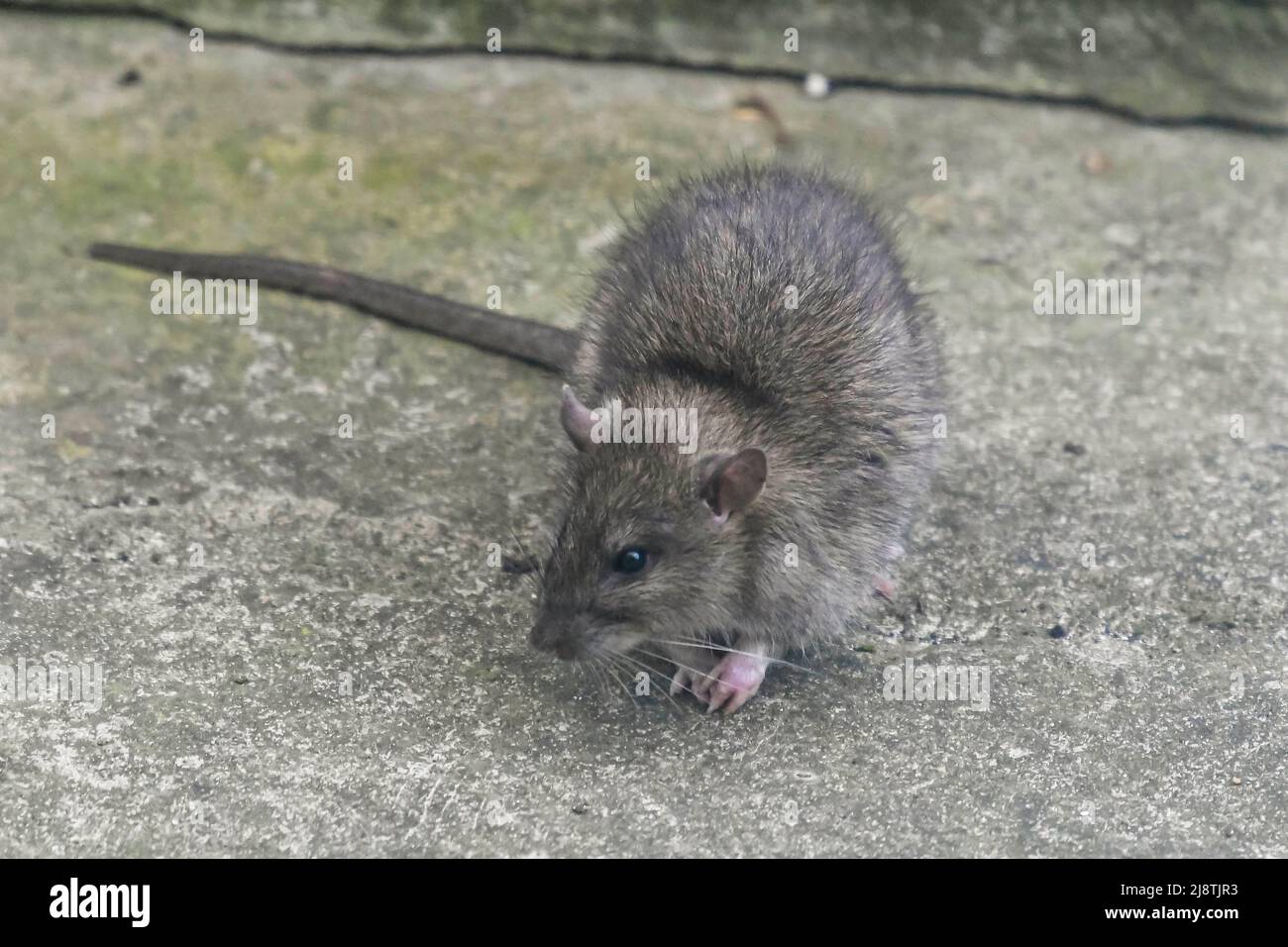 A Brown Rat - Rattus norvegicus on a patio looking for food dropped from a bird feeder.  Picture Credit: Graham Hunt/Alamy Stock Photo