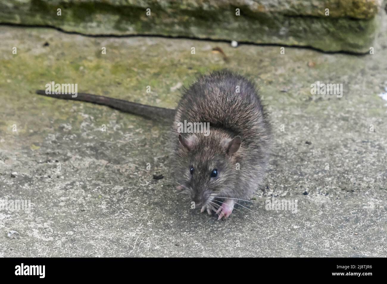 A Brown Rat - Rattus norvegicus on a patio looking for food dropped from a bird feeder.  Picture Credit: Graham Hunt/Alamy Stock Photo