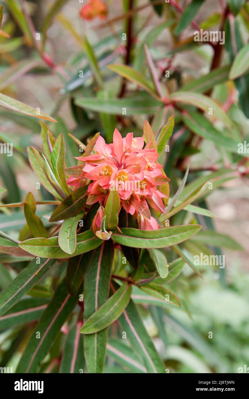 Euphorbia griffithii fireglow Stock Photo