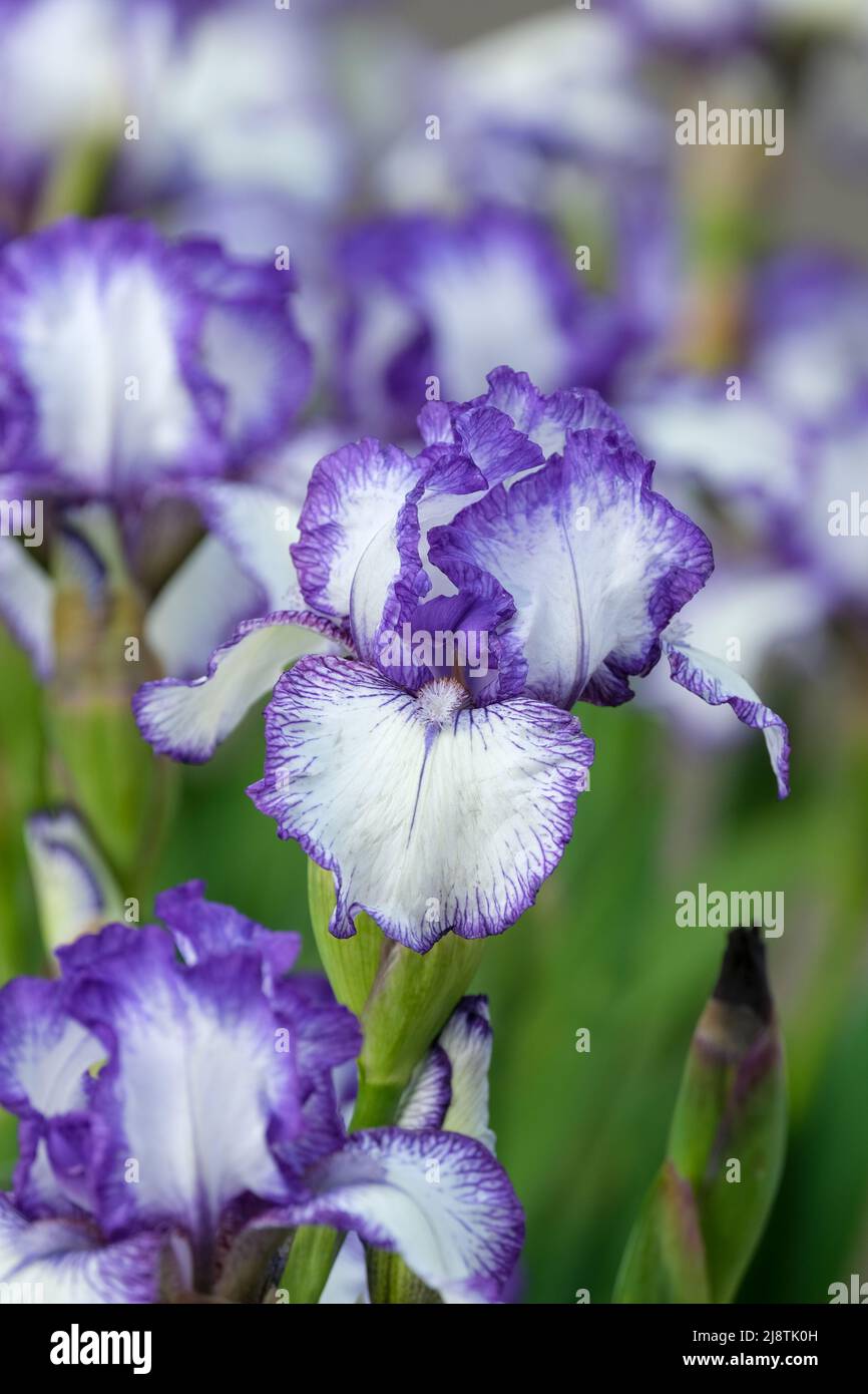 bearded Iris 'Bold Print'. White standards and falls with ruffled, blue-purple margin, light blue beard. Stock Photo