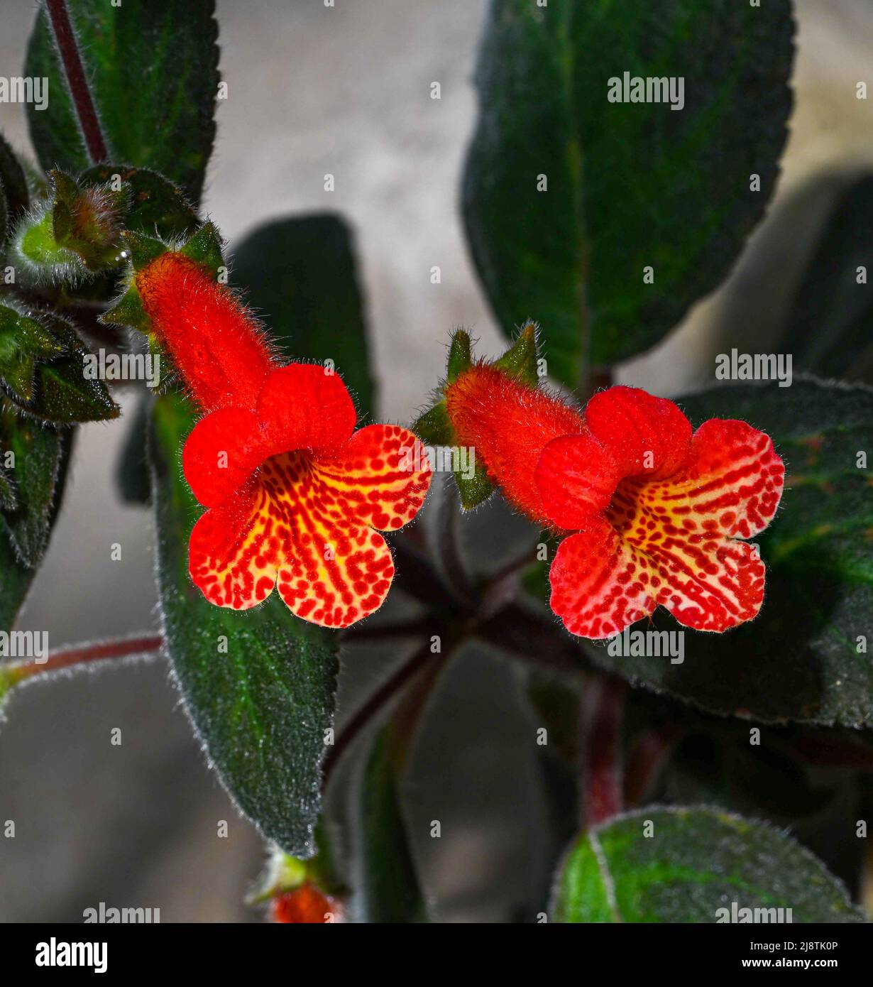 Smithiantha Multiflora sometimes referred to as temple bells . Botanical garden Heidelberg, Baden Wuerttemberg, Germany Stock Photo