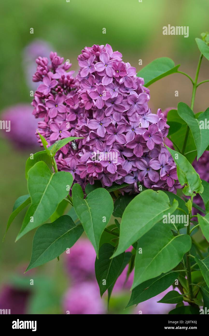 Syringa vulgaris 'Sorok Let Komsomola'. Also known as early flowering lilac and hyacinth lilac Stock Photo