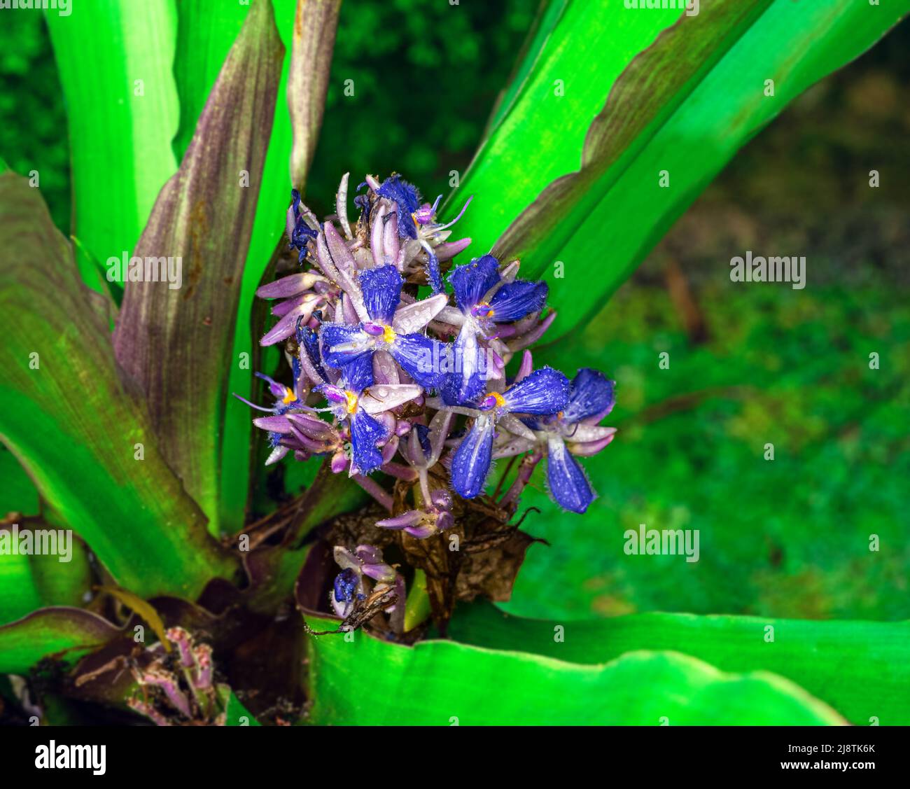 Cochliostema odoratissimum is an epiphyte herb native to Central America and north South America. Botanical garden Heidelberg, Baden Wuerttemberg, Ger Stock Photo