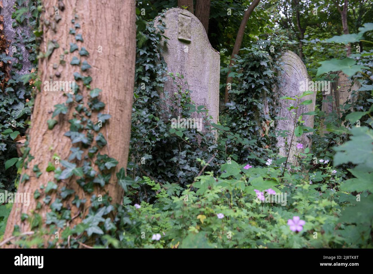London, 23/08/2017: Tower Hamlets Cemetery Park is the most urban woodland in London, and Tower Hamlets' only dedicated woodland park. Historically it is one of London's magnificent seven cemeteries, closing to burials and becoming a public park in 1966.  © Andrea Sabbadini Stock Photo