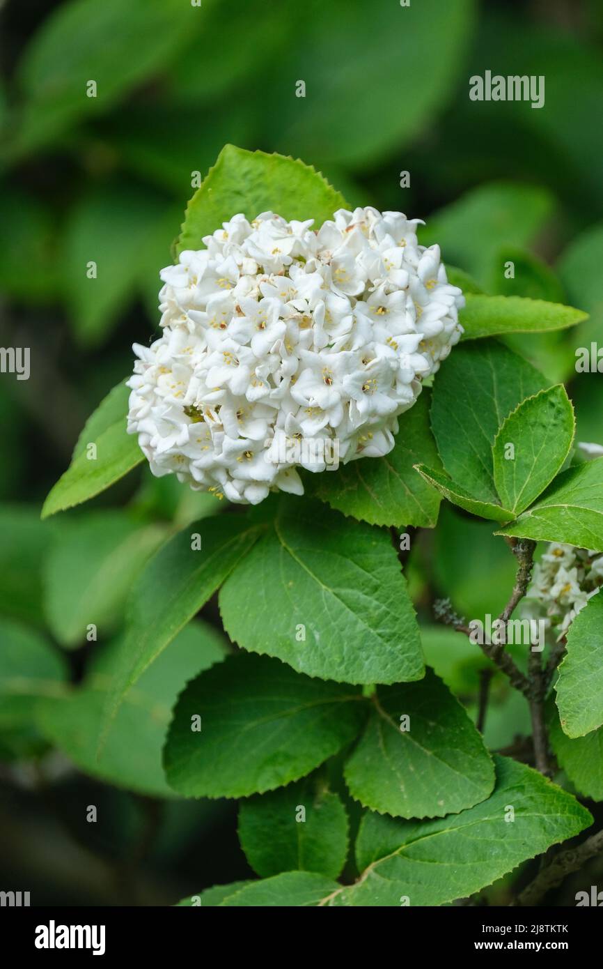 Viburnum × carlcephalum,  fragrant snowball. Cross between V. carlesii and V. macrocephalum. Clusters fragrent white flowers Stock Photo