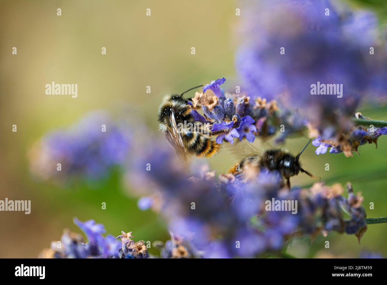 Wild bee on a purple lavender blossom Stock Photo