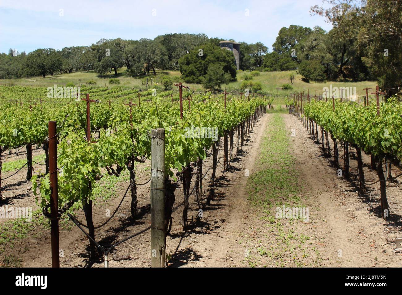 Vineyards, Jack London State Historic Park, California Stock Photo