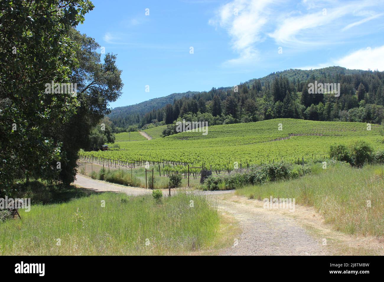 Vineyards, Jack London State Historic Park, California Stock Photo